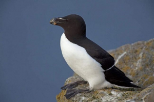 Гагарка - варанна барбастс Гагарка - варанна барбастс